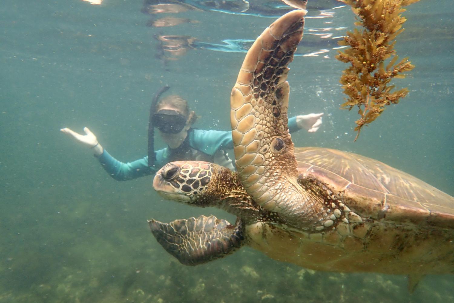 一名<a href='http://qmvx9xj.tcloancar.com'>bv伟德ios下载</a>学生在Galápagos群岛游学途中与一只巨龟游泳.